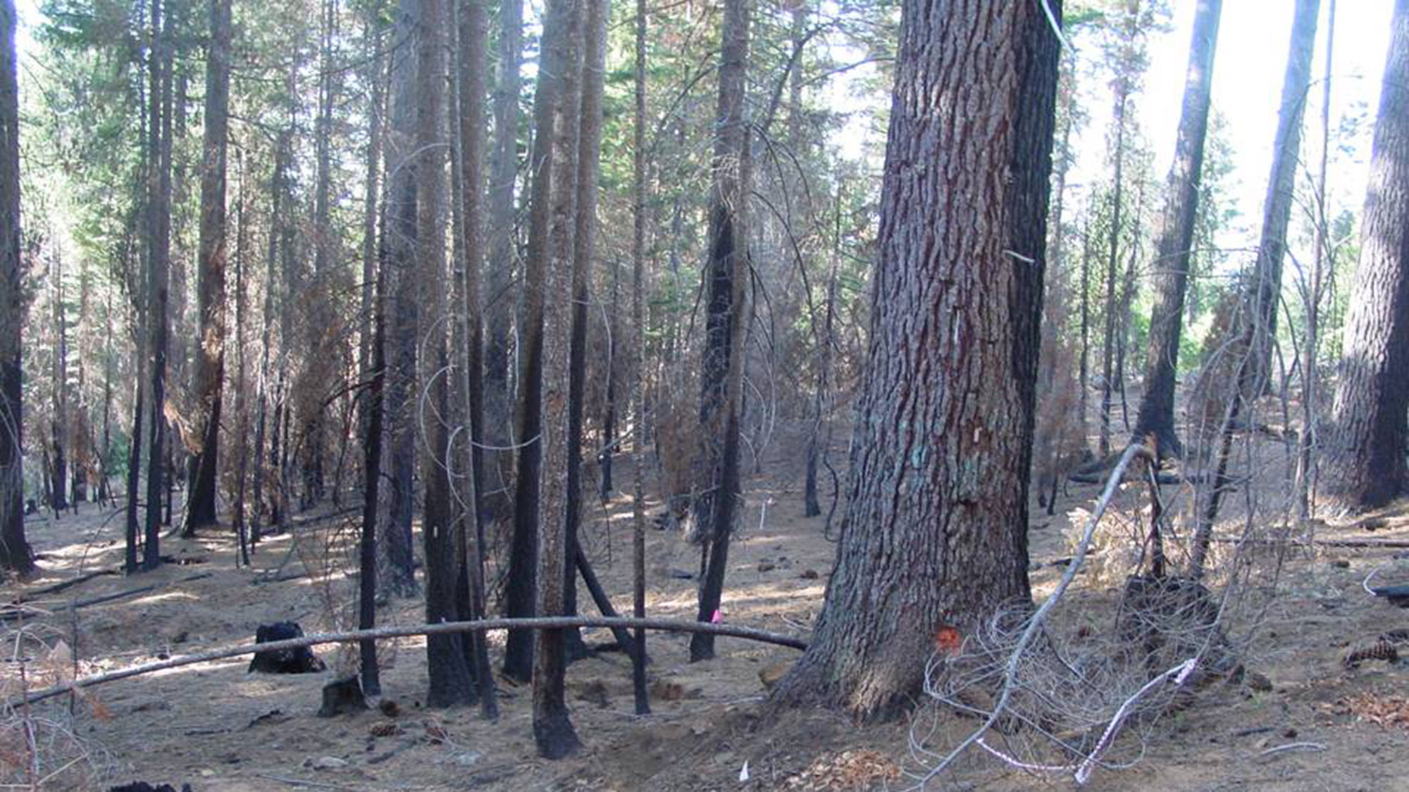 A photo of a section of a conifer forest that has recently been burned with prescribed fire. The forest floor is clear of dead sticks and debris. Blacked scorch marks extend from the ground up the sides of some of the tree trunks.