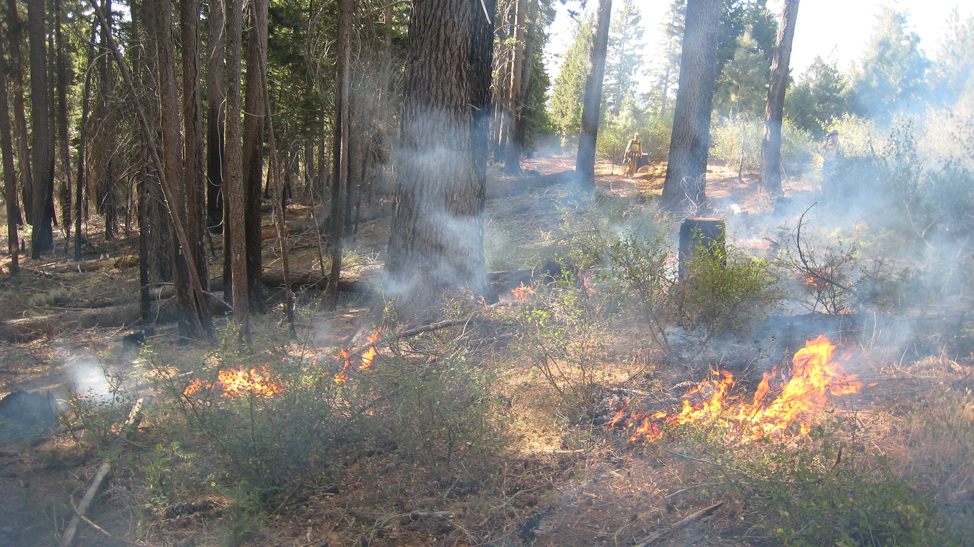 A photo of a prescribed burn in a conifer forest. The fire is burning through small bushes on the forest floor.