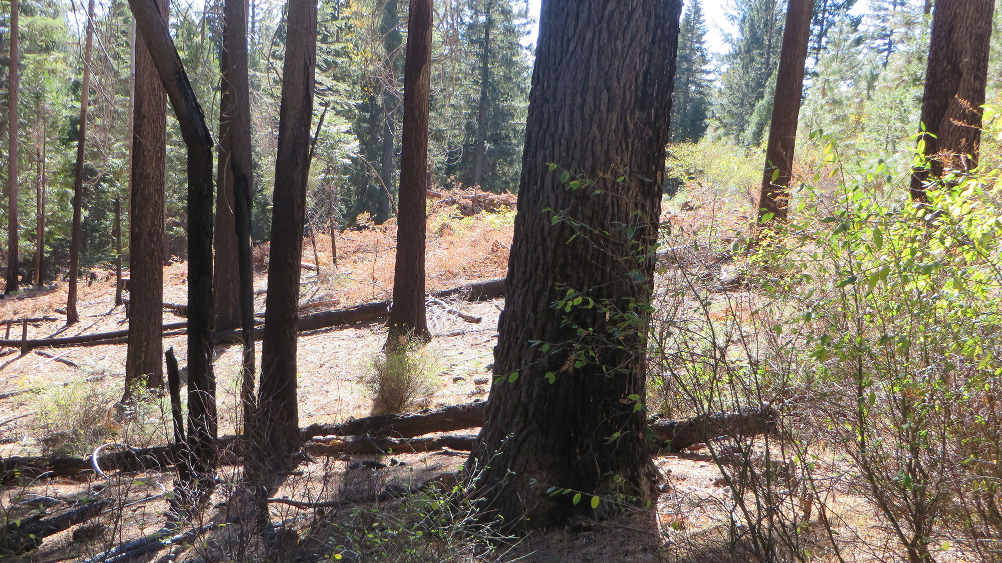 A photo of a portion of a conifer forest. The forest floor is relatively clear of debris and it is easy to see through the trees to other parts of the forest.