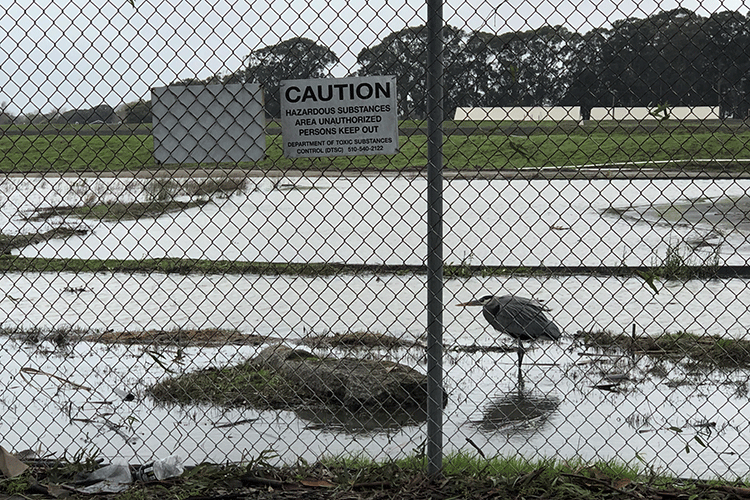 A bird stands on one foot in a flooded field. The bird is standing behind a chain-link fence, which has a sign that reads
