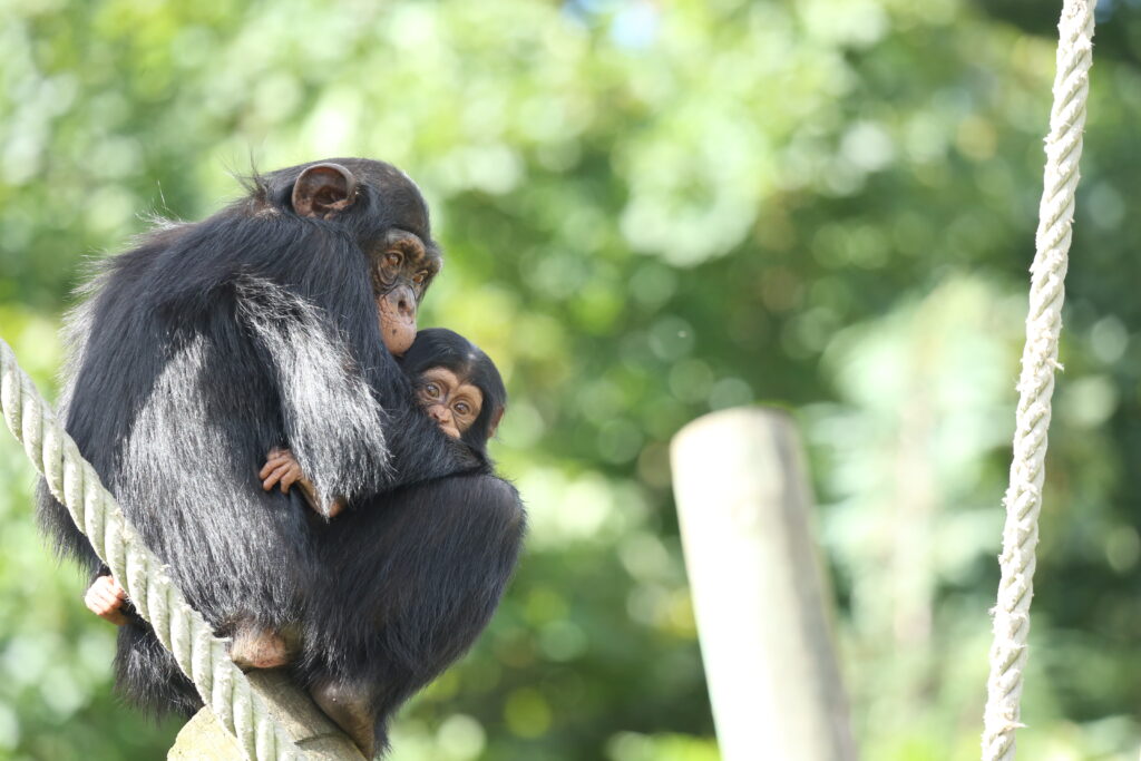One chimp holding another while balanced on a perch 