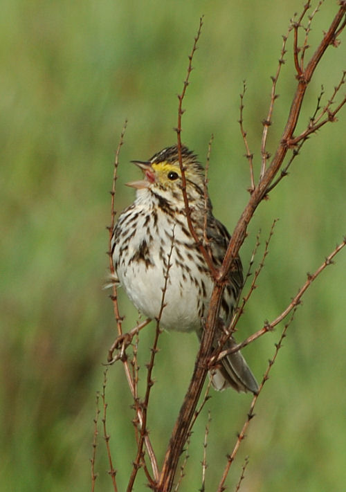 singing bird sitting on twig