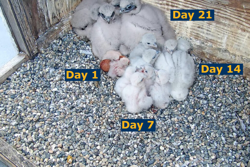 A composite image shows the changing sizes of the 2024 falcon chicks in the Campanile, ranging from eggs on Day 1 to Day 21.