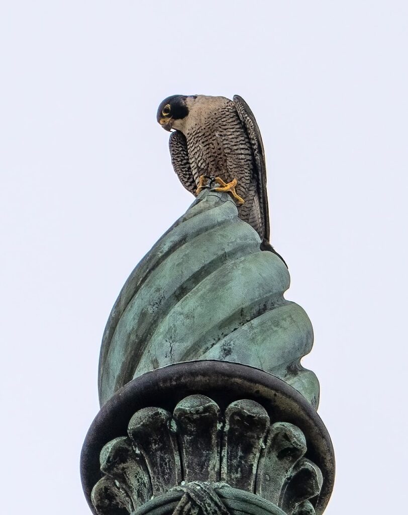 ="Annie the falcon sits stop one of the Campanile's four corner posts, looking down at her chicks being examined and given ID bands in their nest box