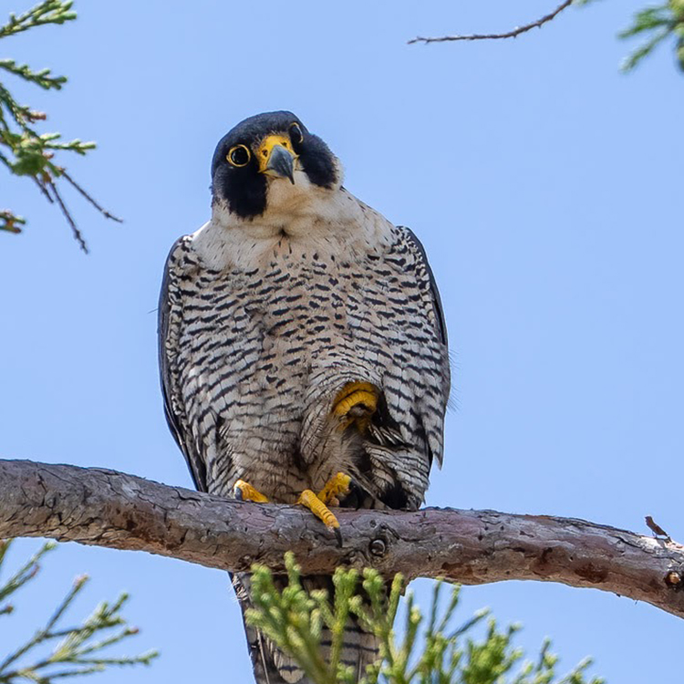 Annie the mother falcon sits alone on a branch on campus, seemingly looking at the camera and cocking her head.