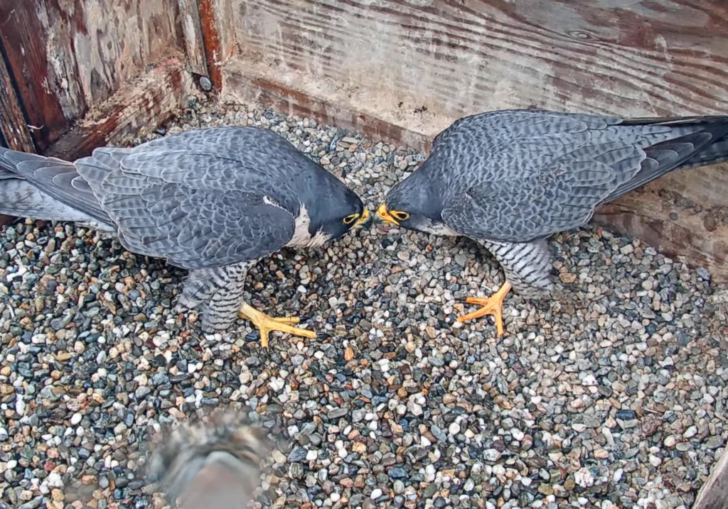Annie and Archie, the peregrine falcon couple living on the Campanile, stand face to face in their nest box and touch beaks.