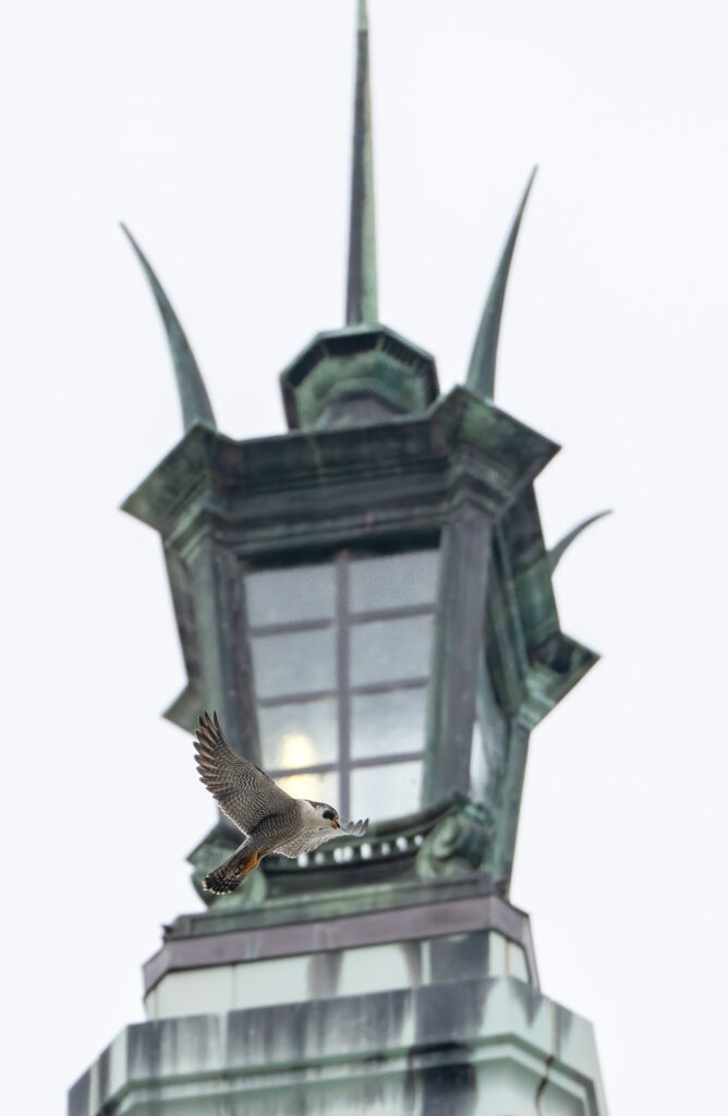 Archie the falcon begins shrieking in alarm as he flies past the lantern atop the Campanile,. where his four chicks are being examined and given ID bands.