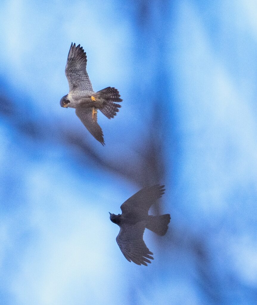 Annie the falcon flies above a crow in the cloudy blue skies over the campus.