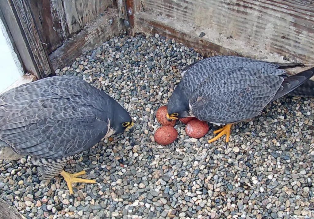 Falcons Annie and Archie stand close together on their gravel nest on the Campanile and both look at their four new speckled, rust-colored eggs.
