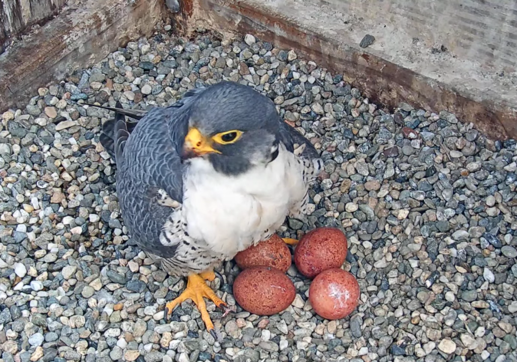 Archie the falcon sits on the gravel nest atop the Campanile with the four speckled, rust-colored eggs that Annie has laid next to his feet. He is looking away from the webcam and has a deep yellow-orange beak, eye sockets and feet. 