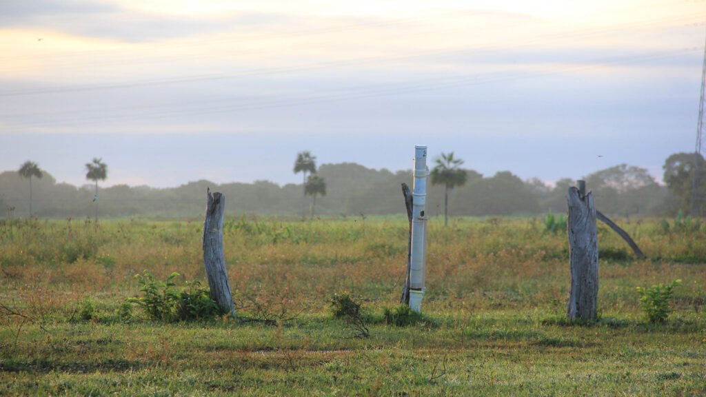 A wide PVC pipe attached to a dead tree stump in a grassy field.