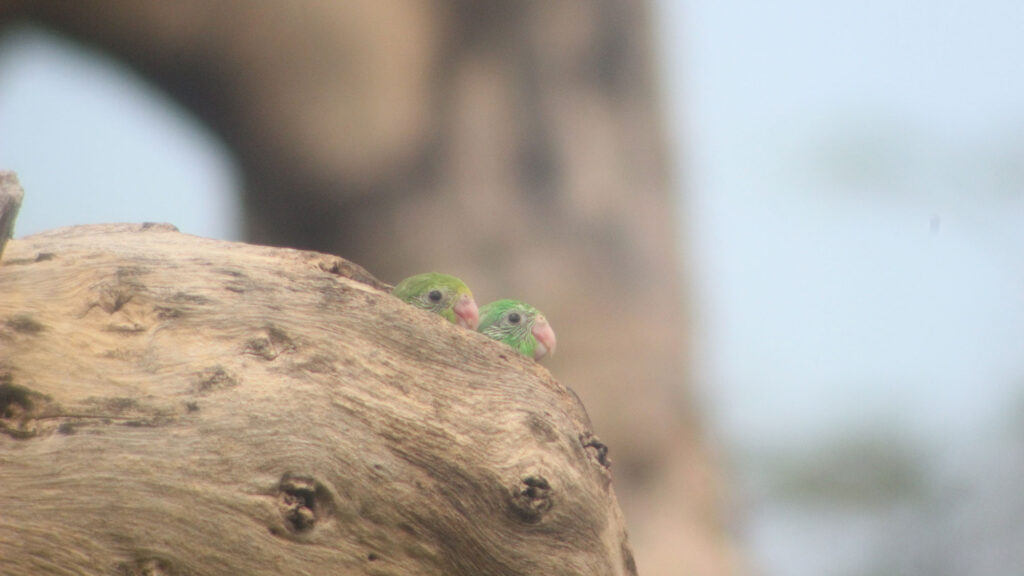 Two baby parrotlets stick their heads out of a hole in an old tree.