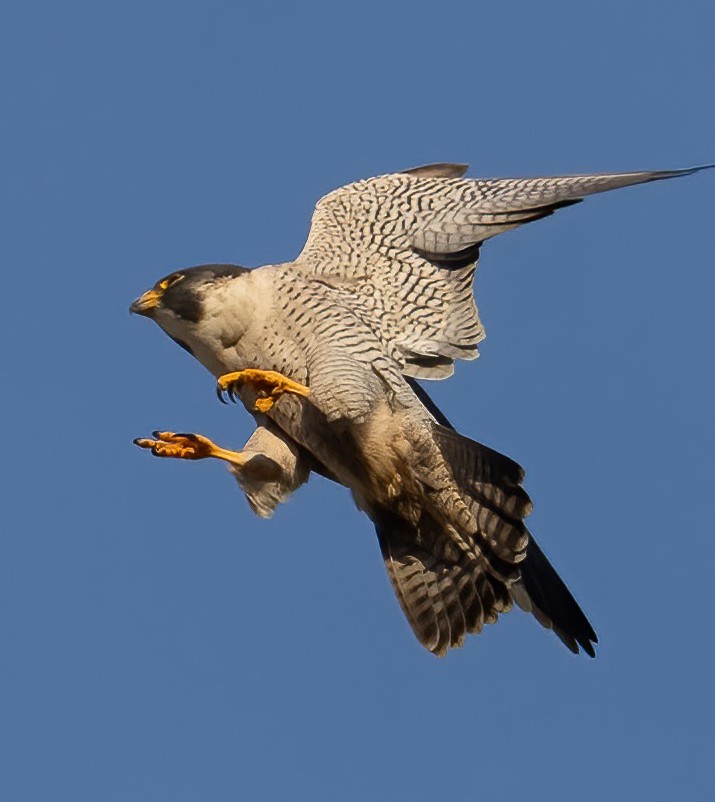 The new male falcon on campus who has paired up with Annie on the Campanile flies with his talons curled and his wings stretched back, almost touching each other, as if he about to land.
