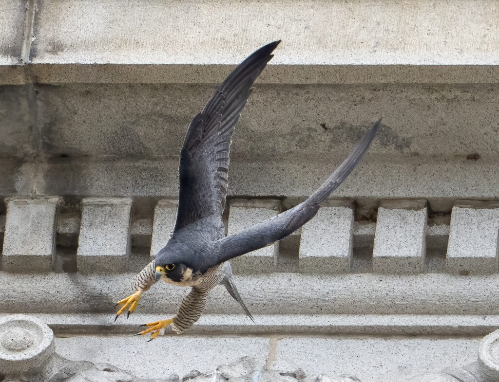 Archie, the new male falcon at UC Berkeley, takes off from the Campanile with his feet in the air and his wings in a V-shape over his head. His head, back and wings are dark gray, his leg feathers and cream and gray striped, and his feet are orange. He is looking downward.