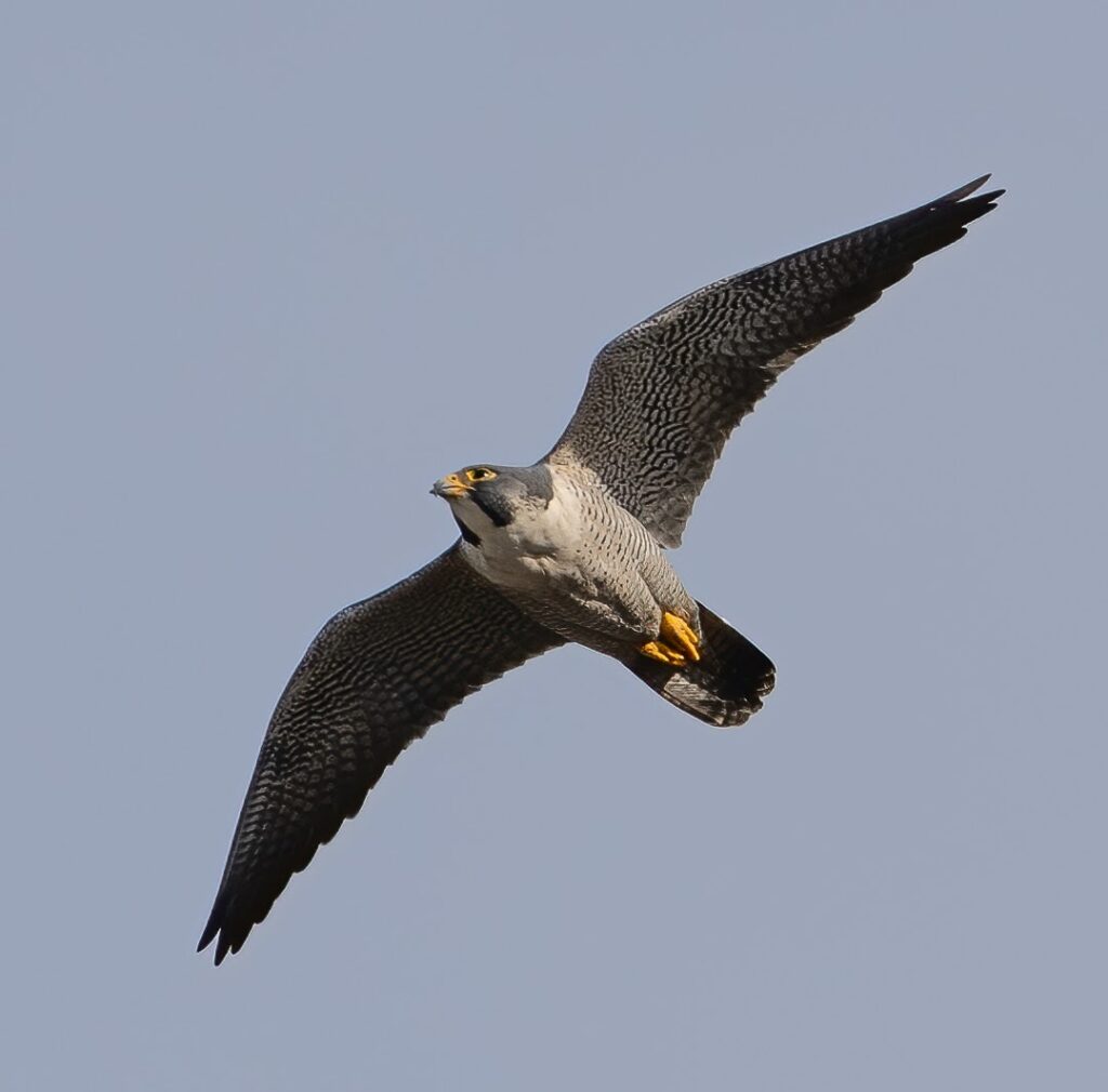 The new male falcon, yet unnamed, that is Annie's new mate, flies through the skies above campus.