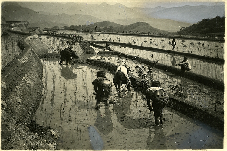 An old black and white photo of people standing in water fields harvesting sugar cane.