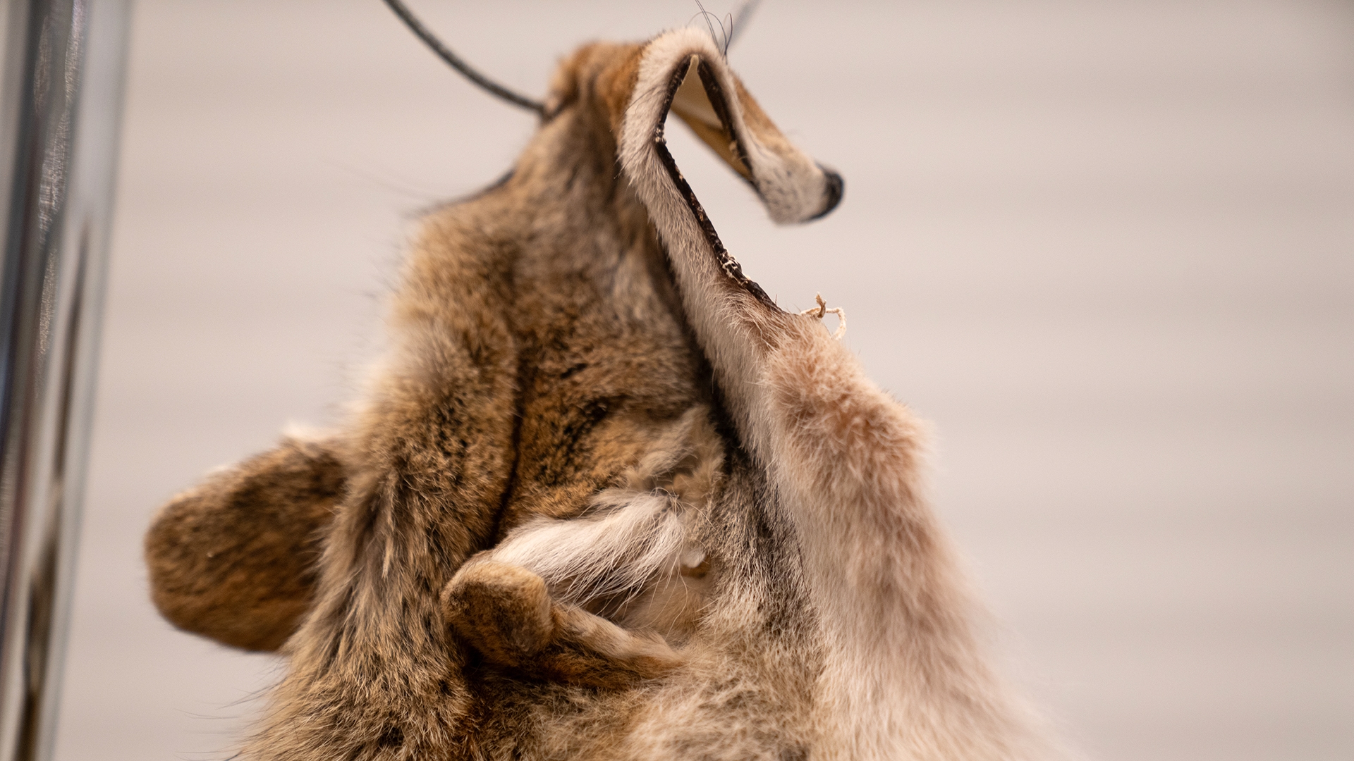 the head of a coyote skin hanging on a ring in an art gallery