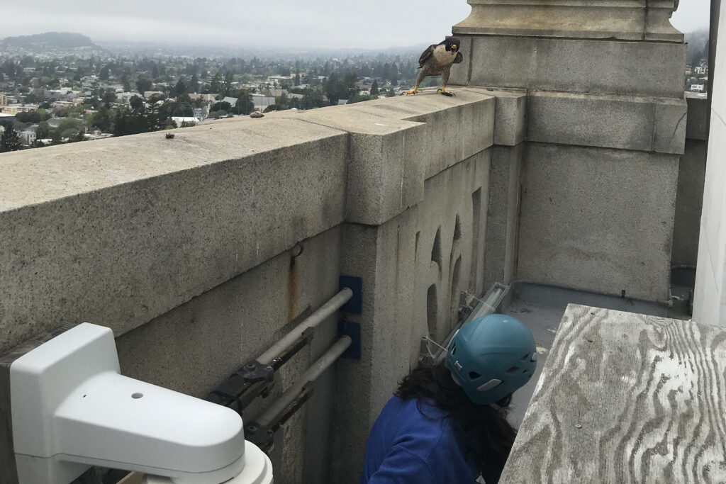 ="Annie the falcon squawks at the woman putting ID bands on her chicks. She's perches on a ledge of the Campanile and looking down at the raptor expert.