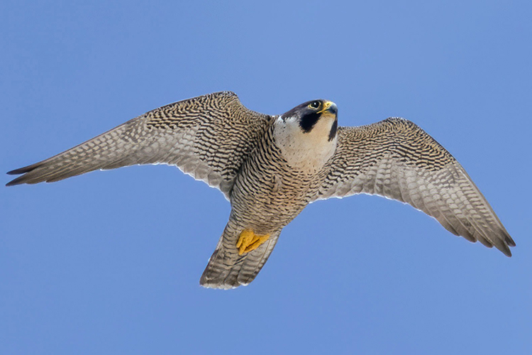 Annie the falcon flies through blue skies. This is a close-up of her with a view of her underside, with its speckled dark and light feathers. 