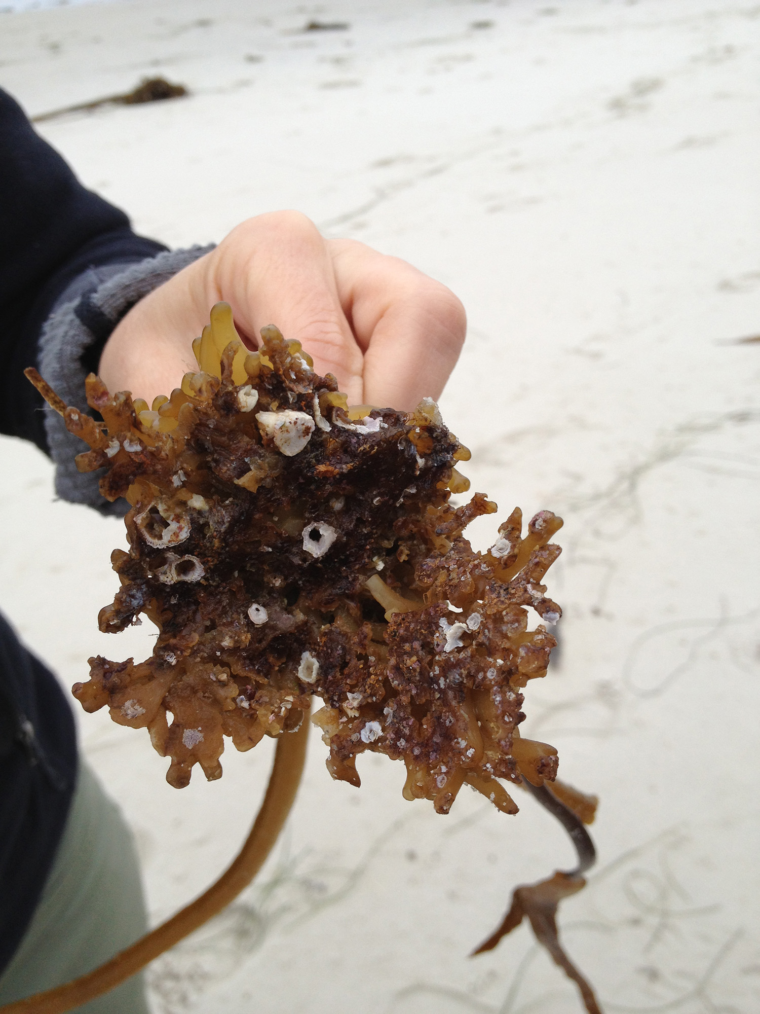 person holding a brown holdfast with white sandy beach in background