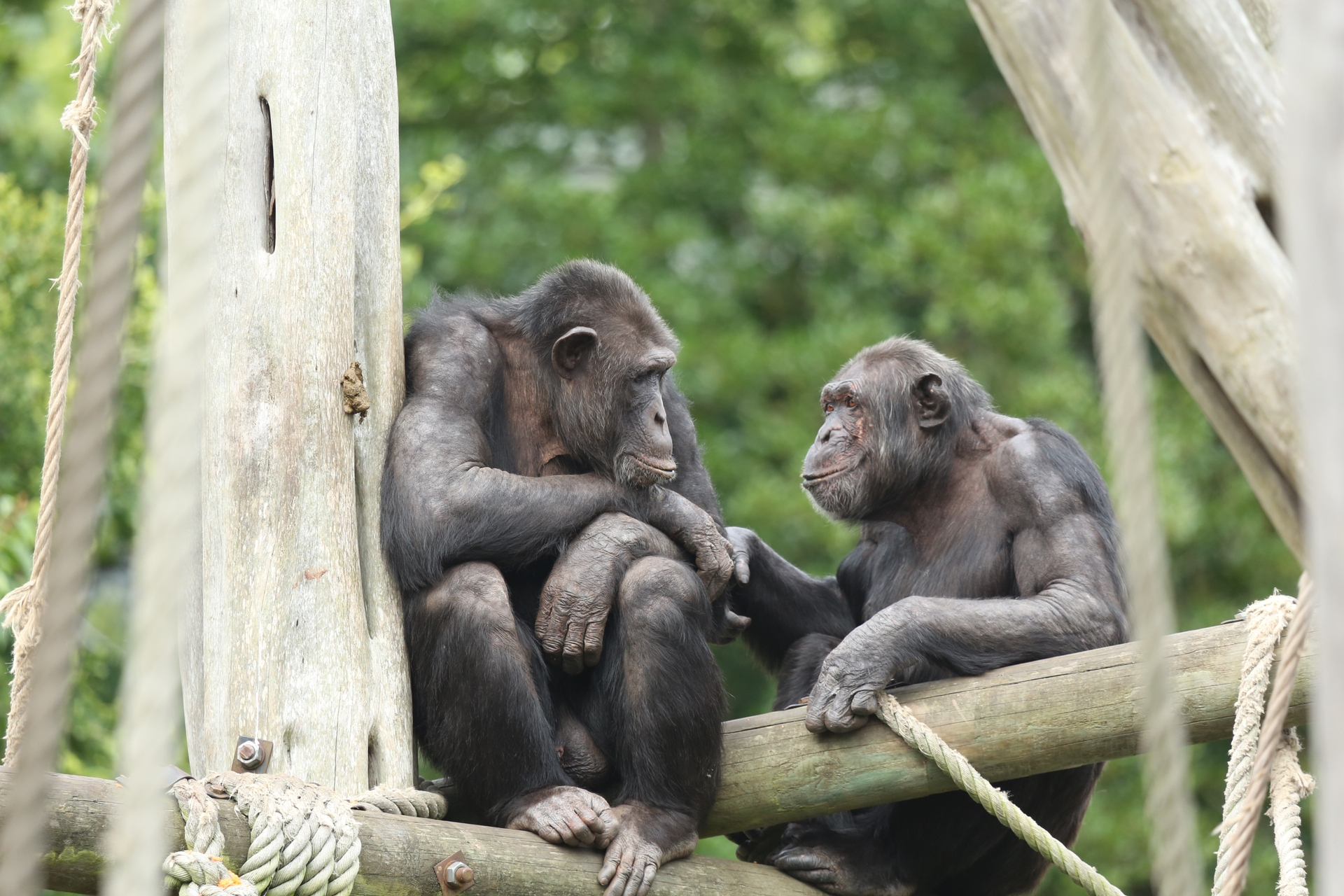 Two chimpanzees near each other while perched on a wooden structure in front of green leaves