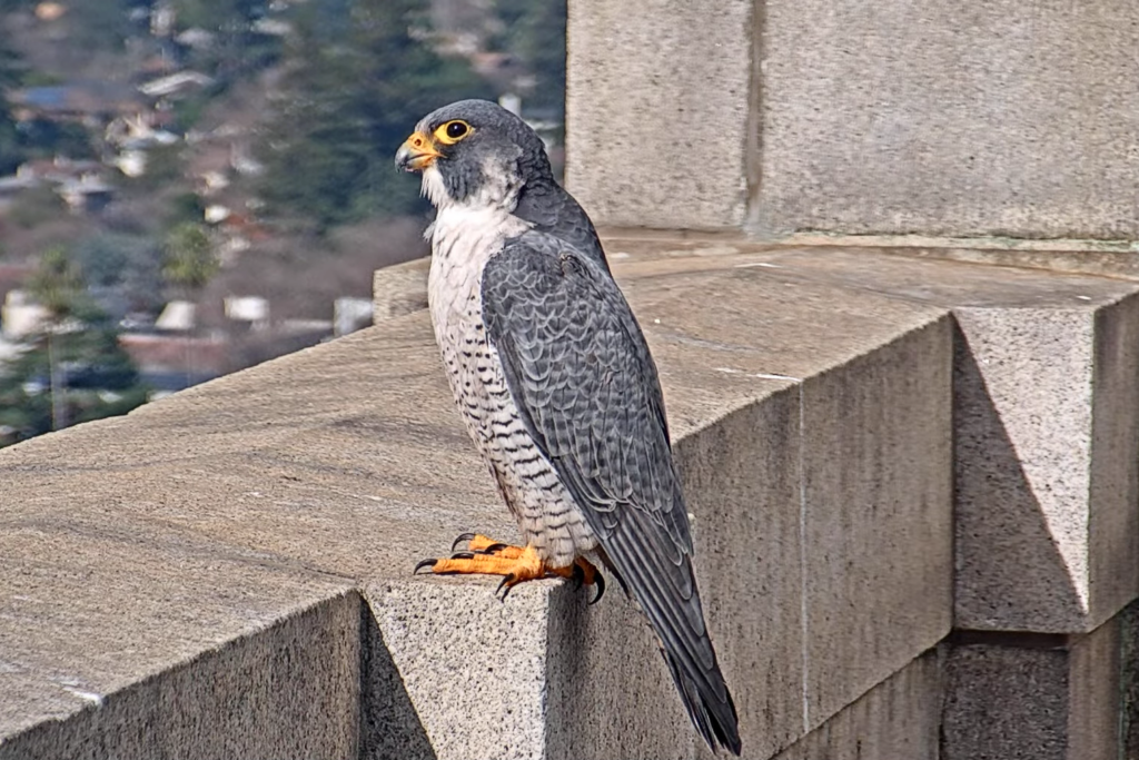 A new male falcon sits on a ledge on the Campanile, looking out over the Bay Area.