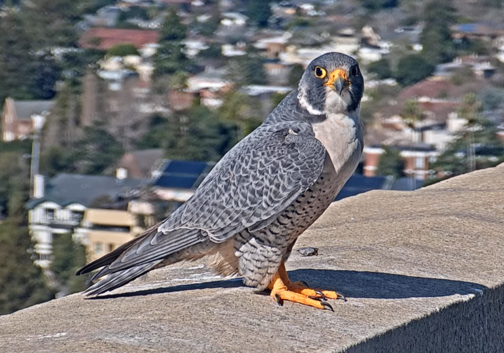 The new male falcon who is Annie's partner as of January 2024 stands on a ledge of the Campanile looking into the camera. His feet, beak and the area around his eyeballs are very yellowish-orange.