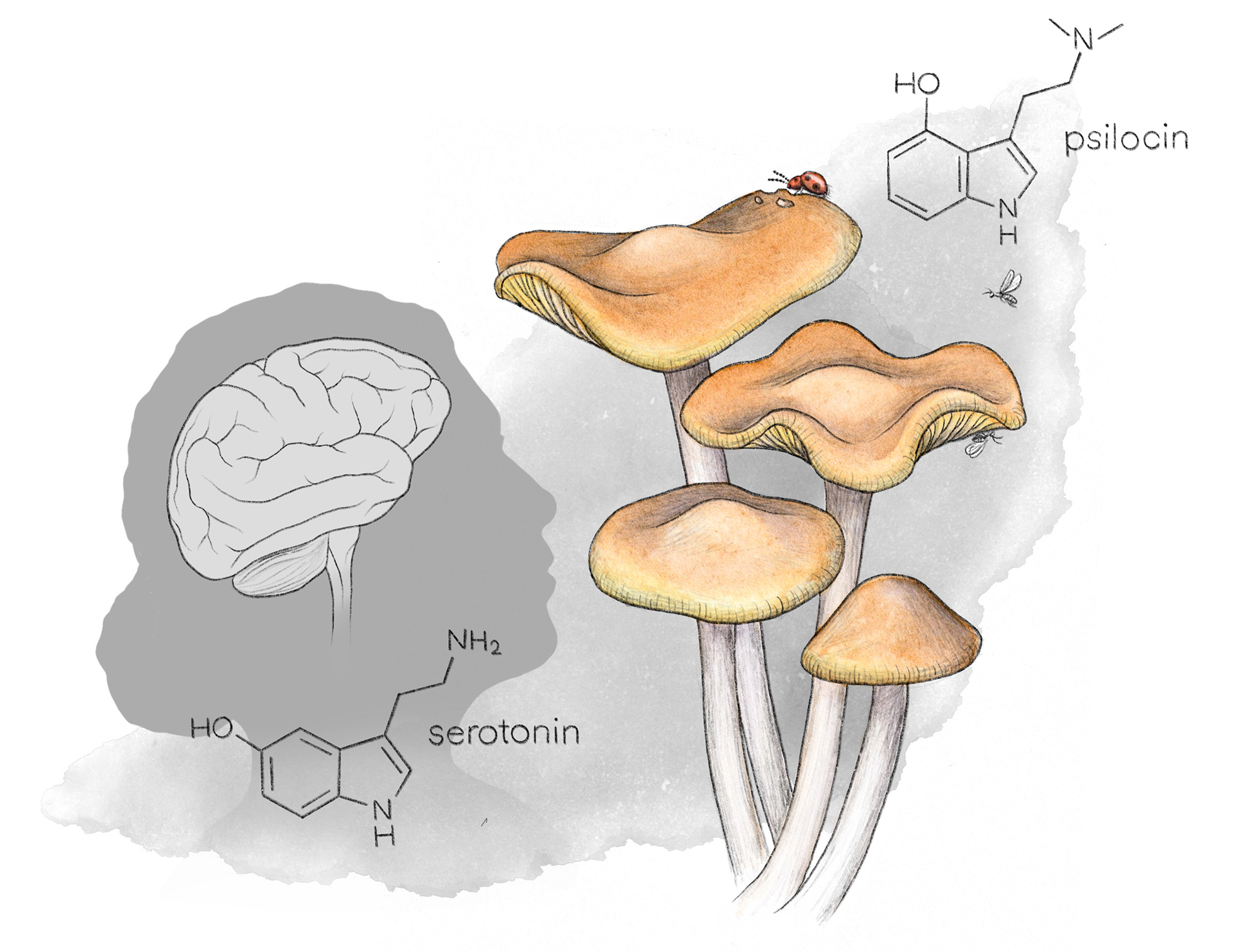 colorized drawing of mushrooms, chemical structures and a silhouette of woman's head with brain illustrated