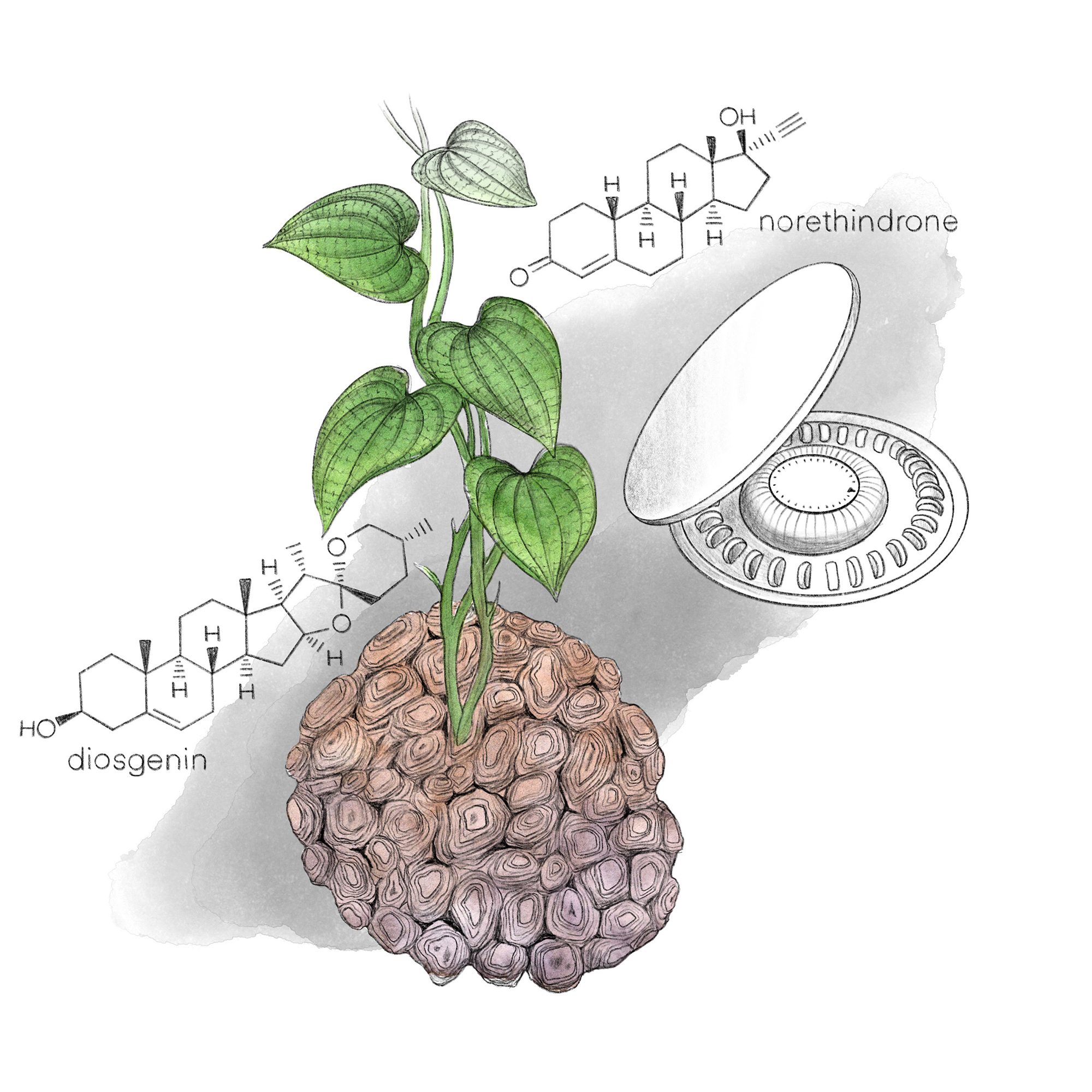 brown tuber with leaves emerging, surrounded by chemical structures and a drawing of a birth control pill dispenser