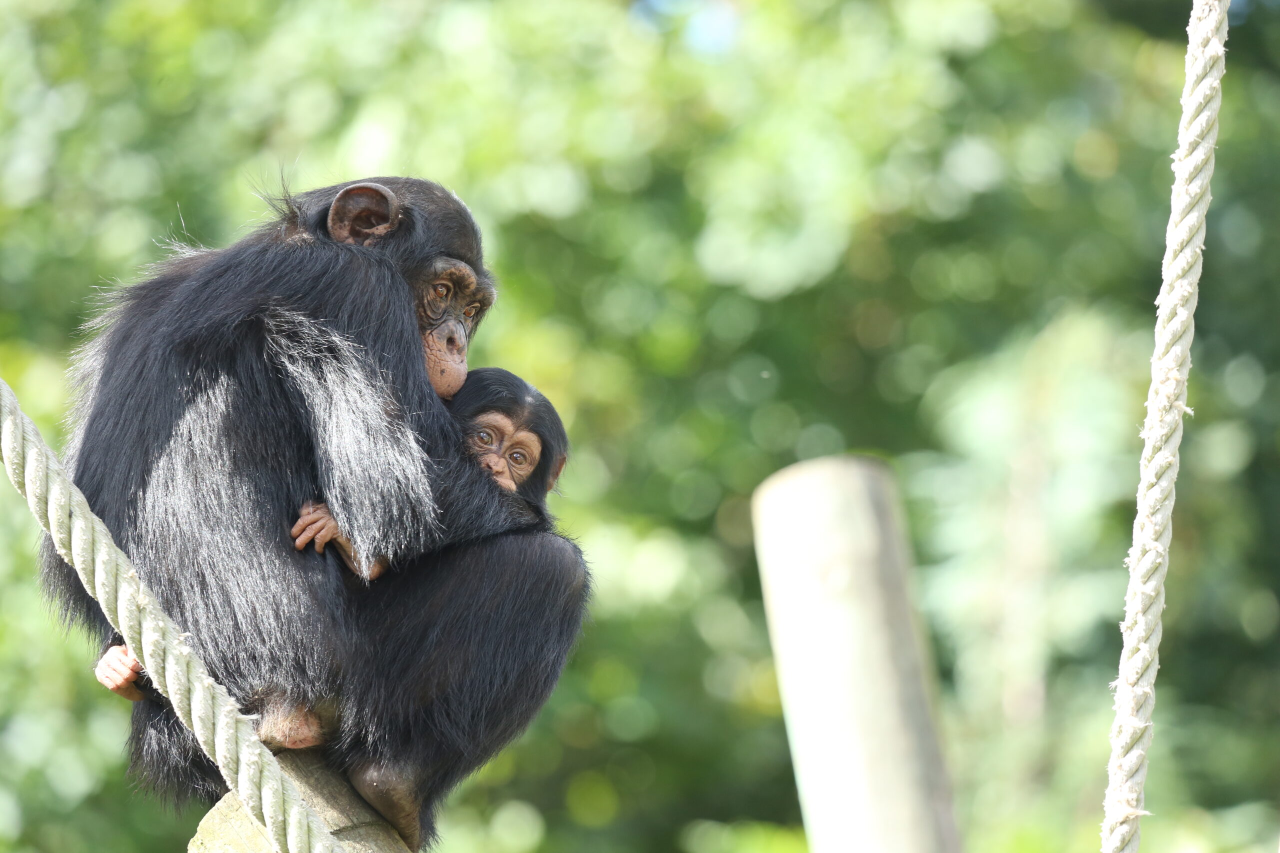 A mother and baby chimp hug each other atop a wooden structure in a human-made habitat