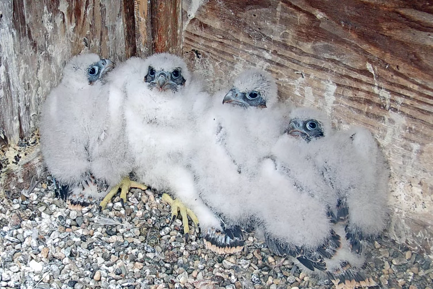 The four falcon chicks of 2024 sit together in their nest box after receiving their ID bands. They are fluffy, white and gangly-looking.