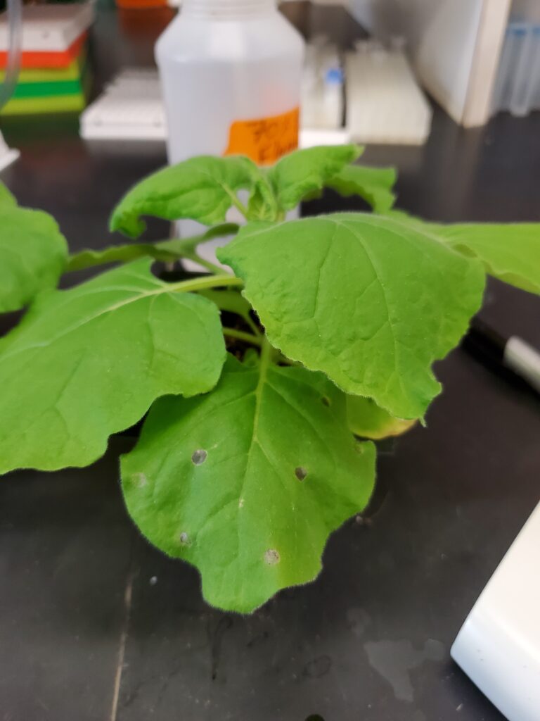 The leaves of a small plant, which have small, circular holes in them.