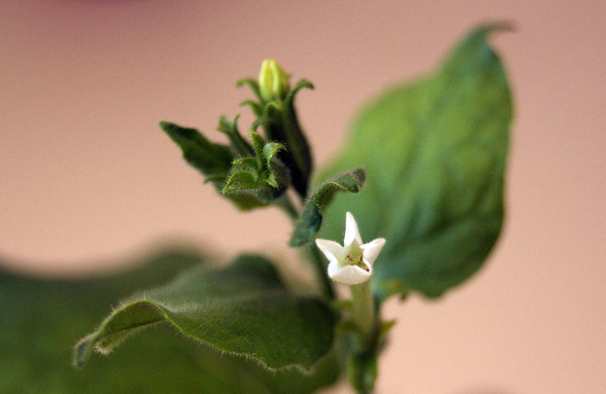 A close-up photo of a plant with a small white flower.