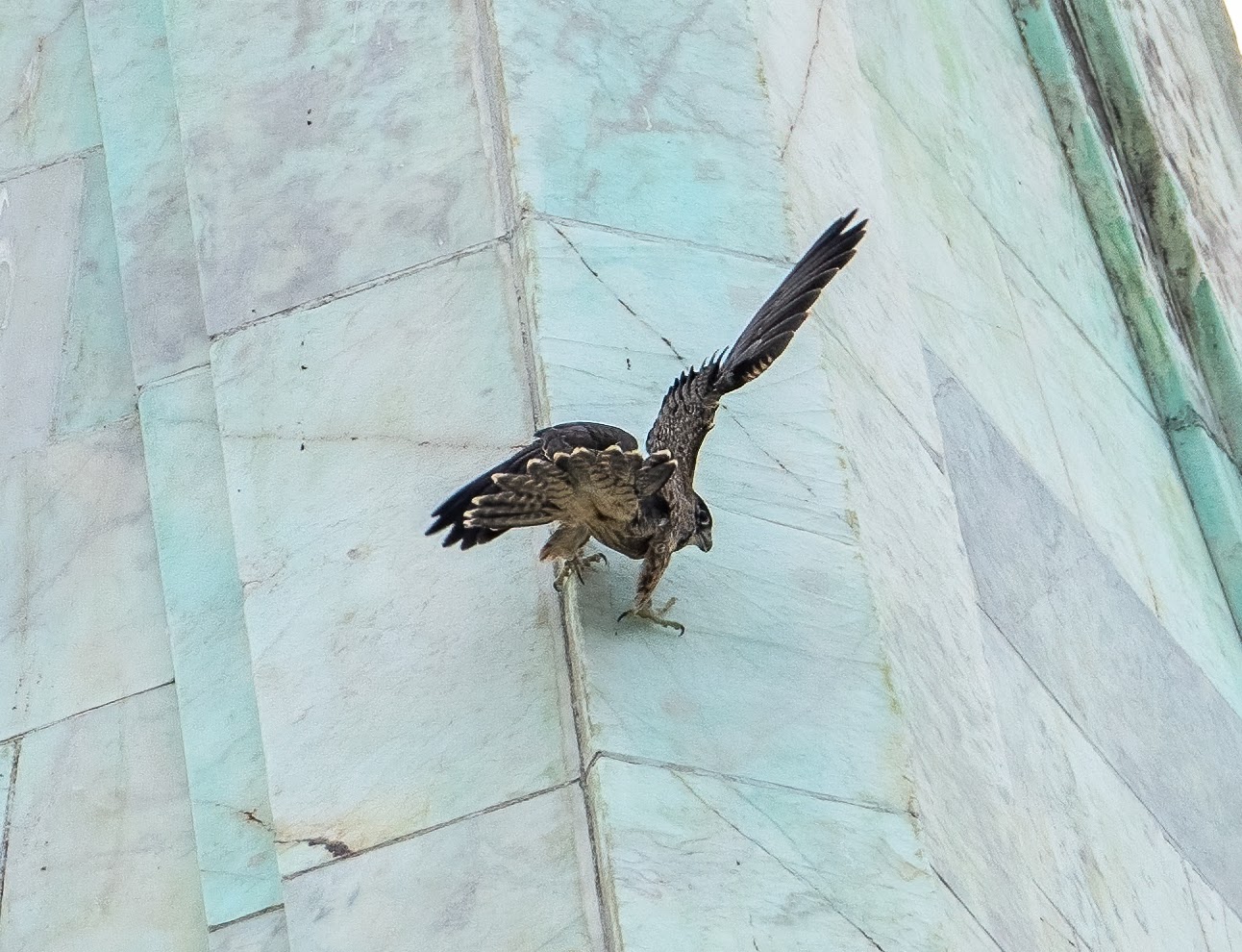 Eclipse, one of the two male falcons of 2024, attempts a tricky landing on the marble rooftop of the Campanile.