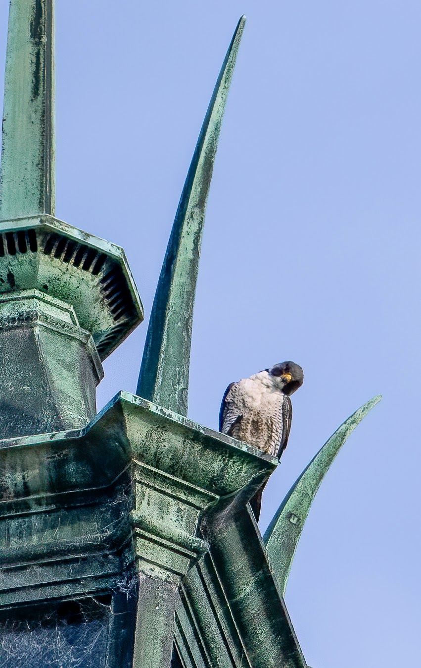 Archie, the father of the four young falcons on campus, sits near the top of the Campanile with his head cocked, as he watches his offspring sitting together below.