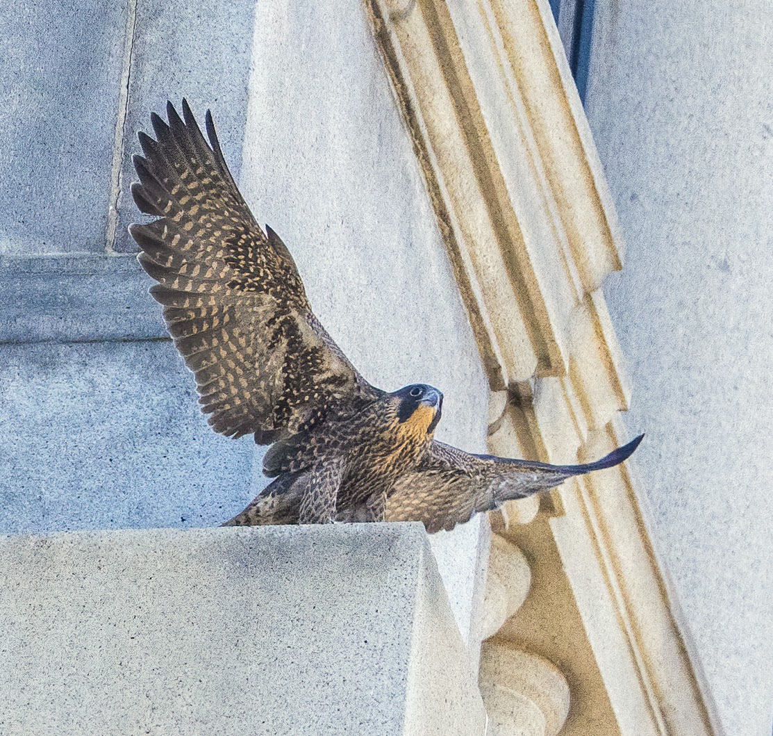 Aurora, one of the two female falcons on campus this spring, spreads her wings and gets ready to fly off a corner of the Campanile.