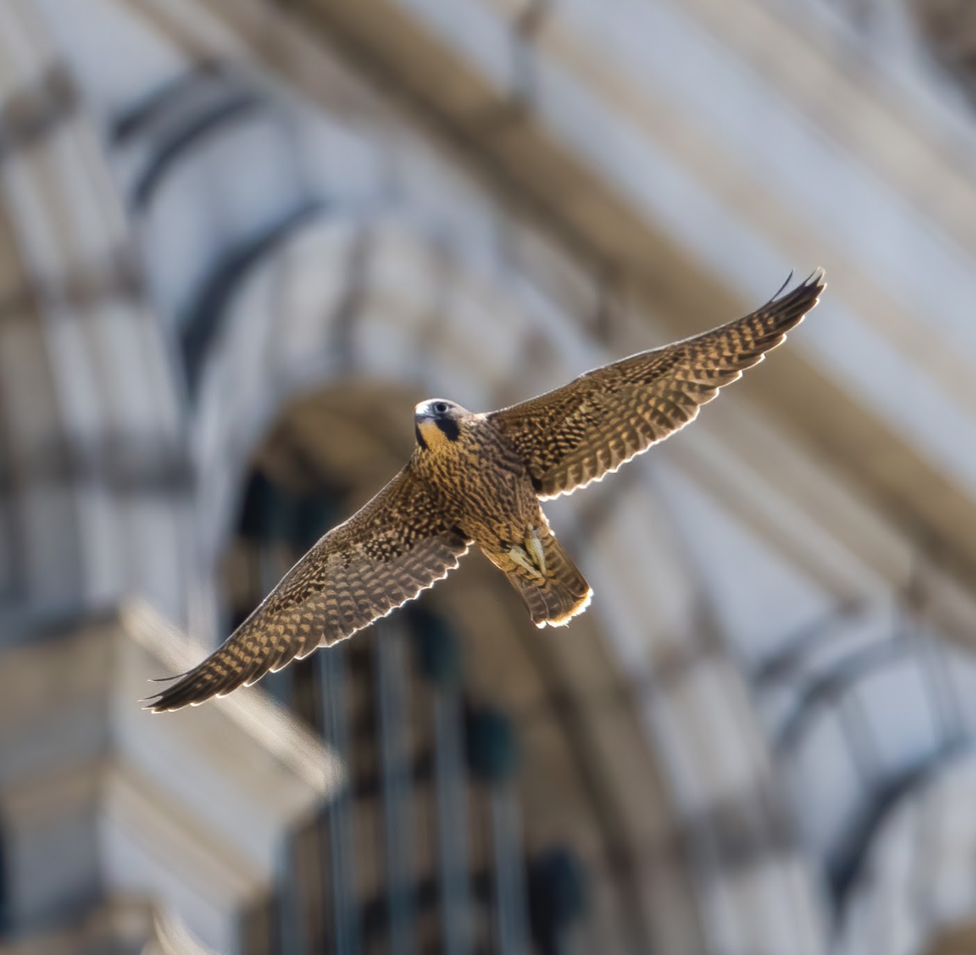 Sol, one of the two young female falcons, flies for the first time on Tuesday, June 4, past the observation deck of the Campanile.