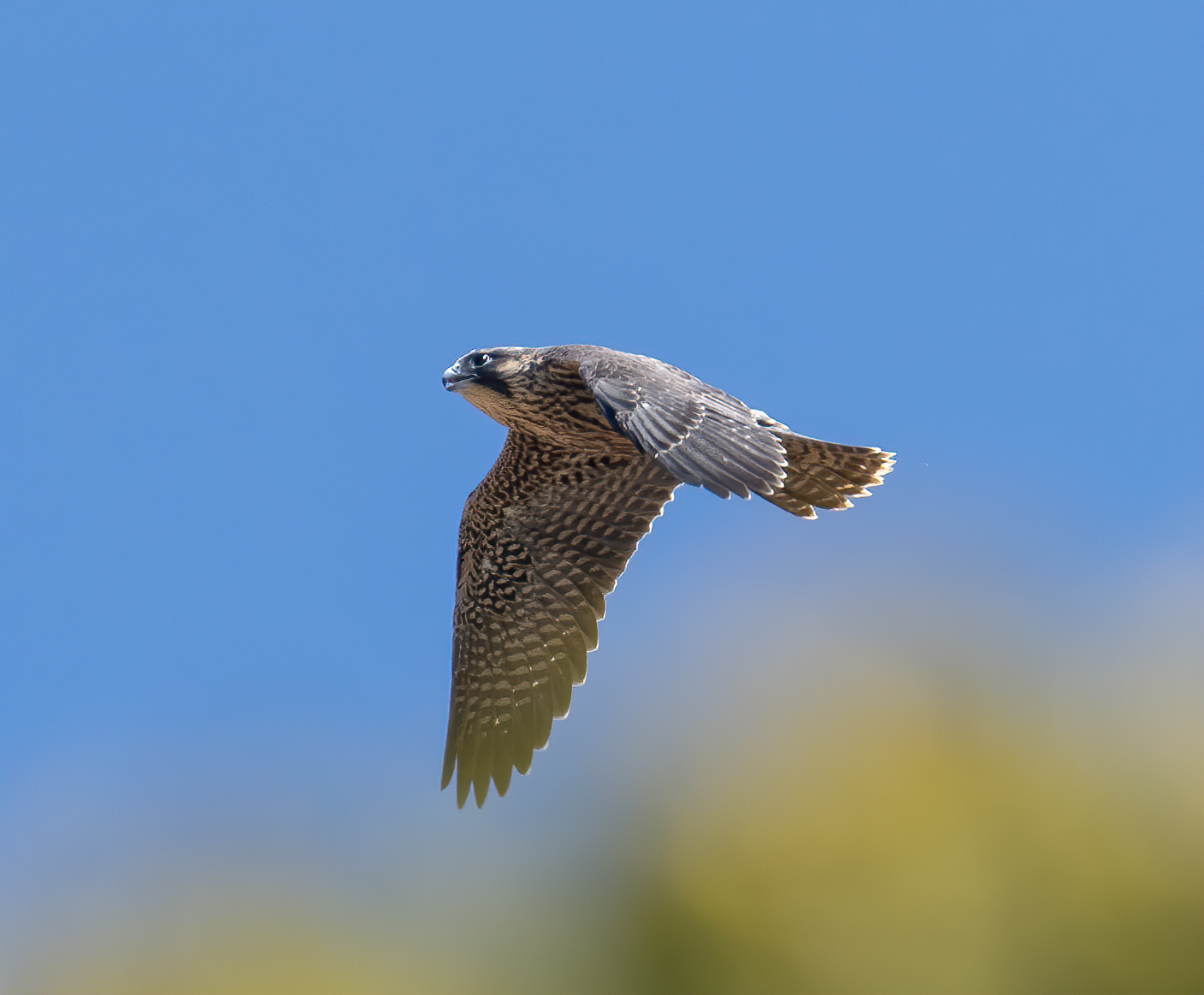 Nox, the youngest and smallest of the four new falcons on campus, flies for the first time on Tuesday, June 4.