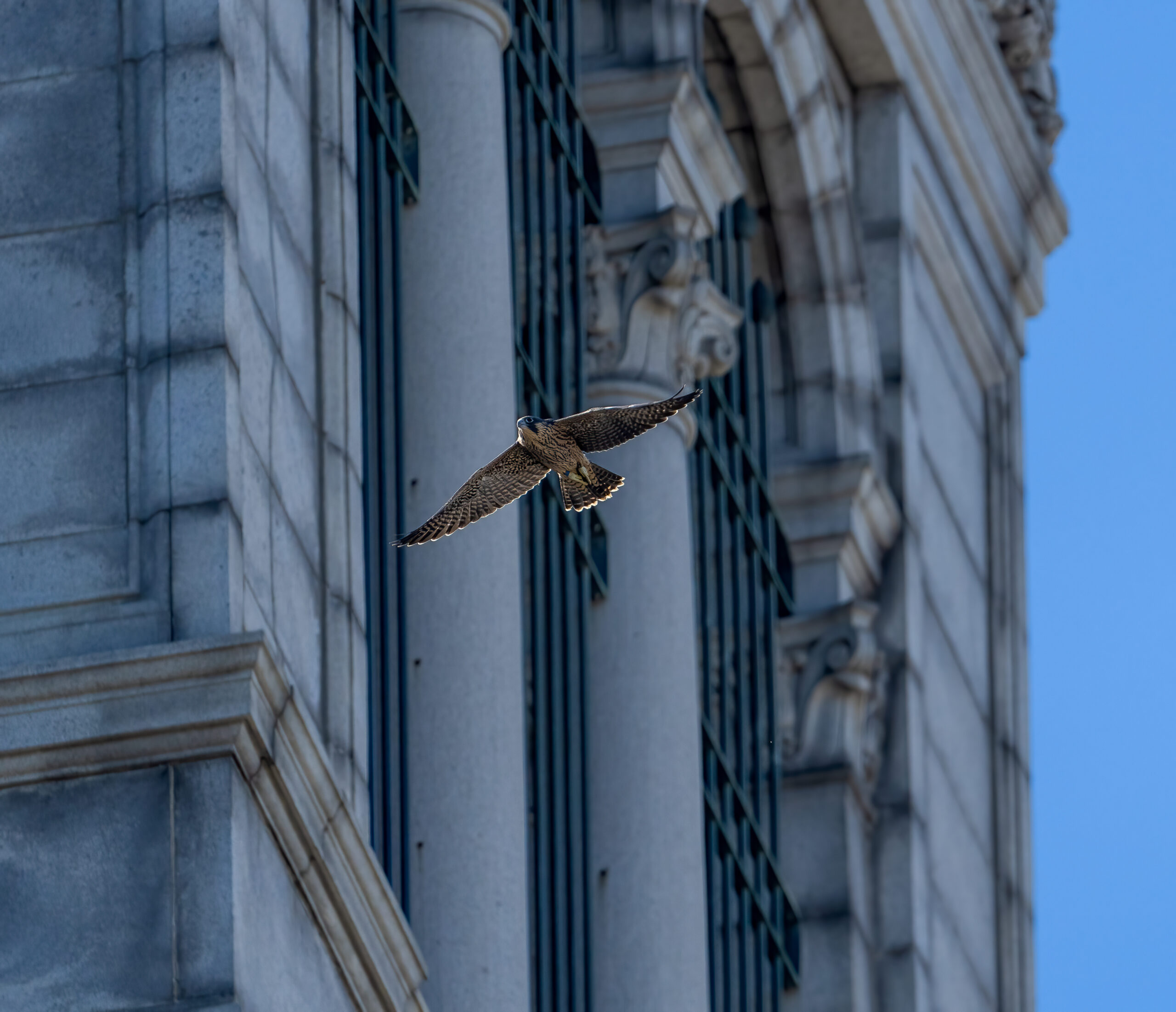 Nox, the smallest and youngest of the new falcons on campus, flies past the observation deck level of the Campanile.