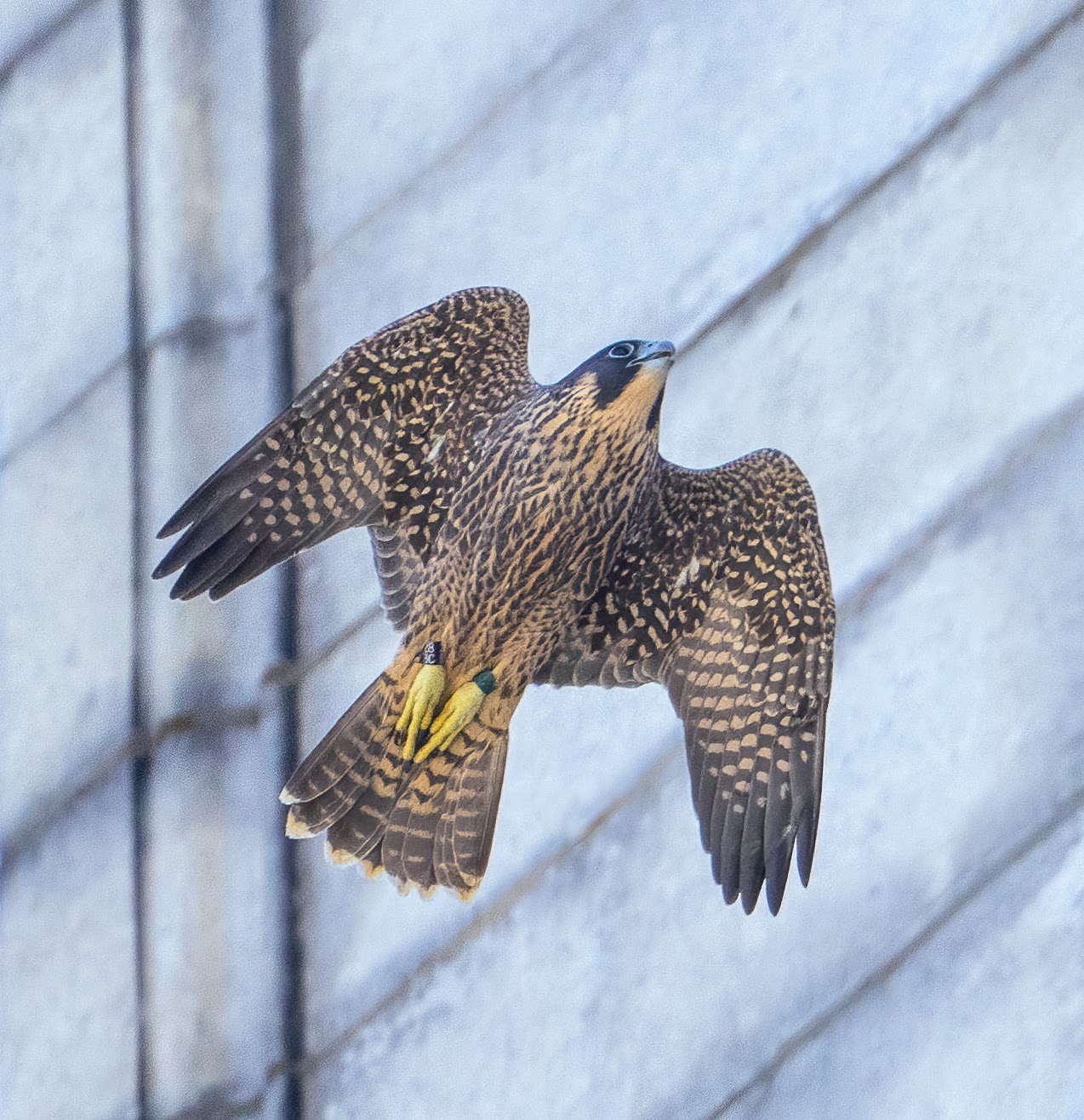 Aurora, one of the two female falcons that hatched this year in April, practices flying on Wednesday morning, June 5.