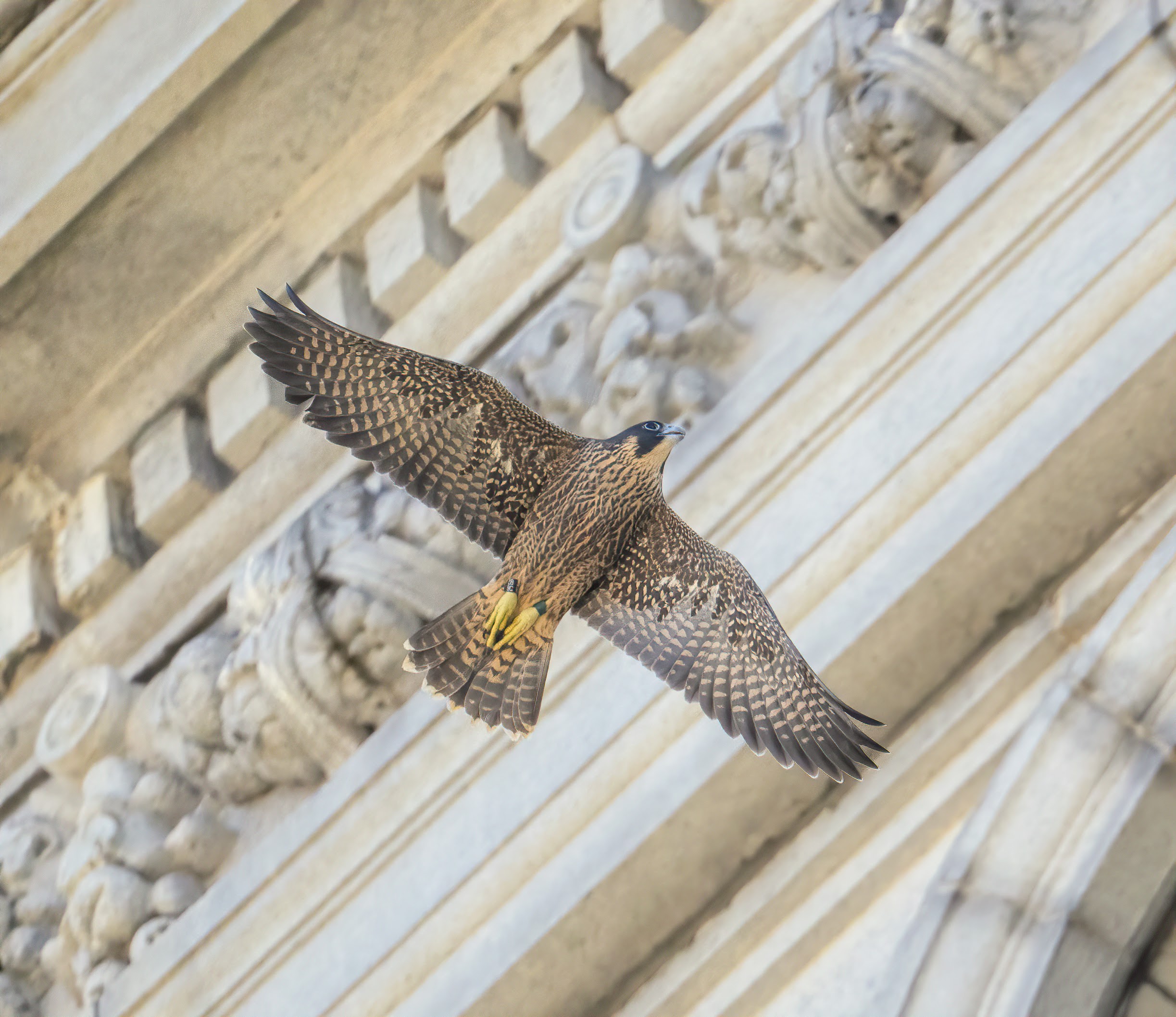 Aurora flies with outspread wings past decorative architectural elements on the Campanile.