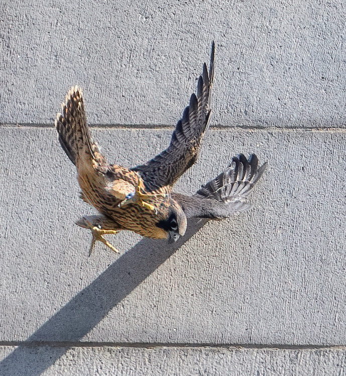 Nox, the smallest and youngest falcon, tries a tricky landing on the Campanile. One of his wings is pressed against a wall and his feet are askew.