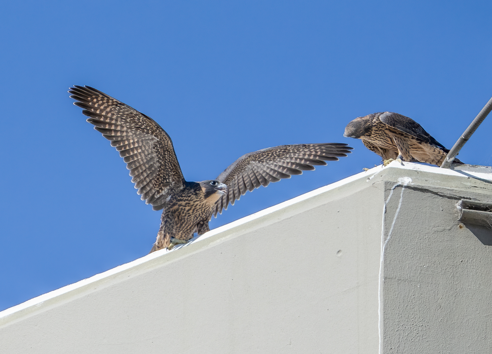 Falcon siblings Aurora and her brother Nox sit atop a campus building and are seemingly talking to each other.
