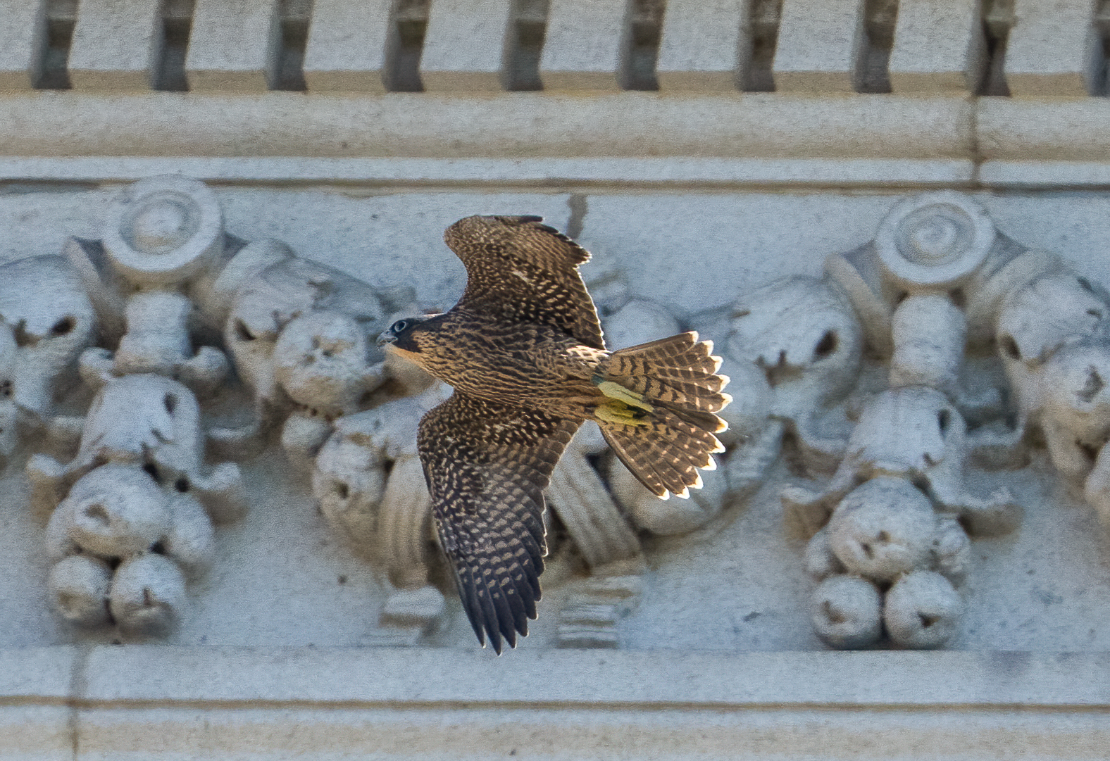 Aurora, one of the young female falcons of 2024, flies past a decorative wall on the Campanile.