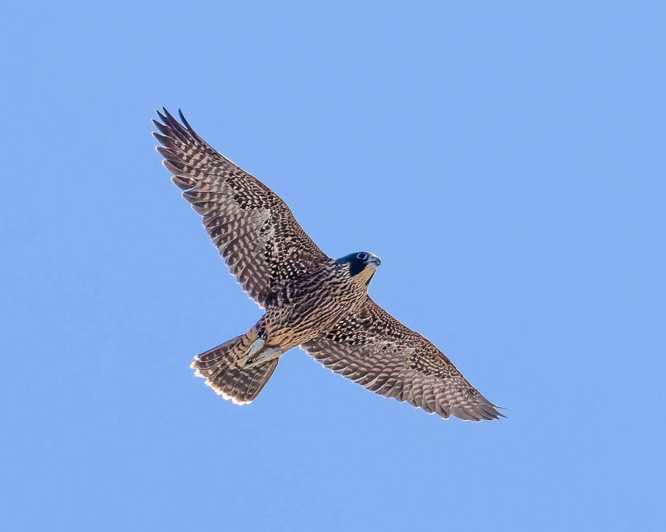 Eclipse, one of the young male falcons that hatched on the Campanile this spring, flies with wings outstretched in the blue sky over campus. This was his second flight, ever.