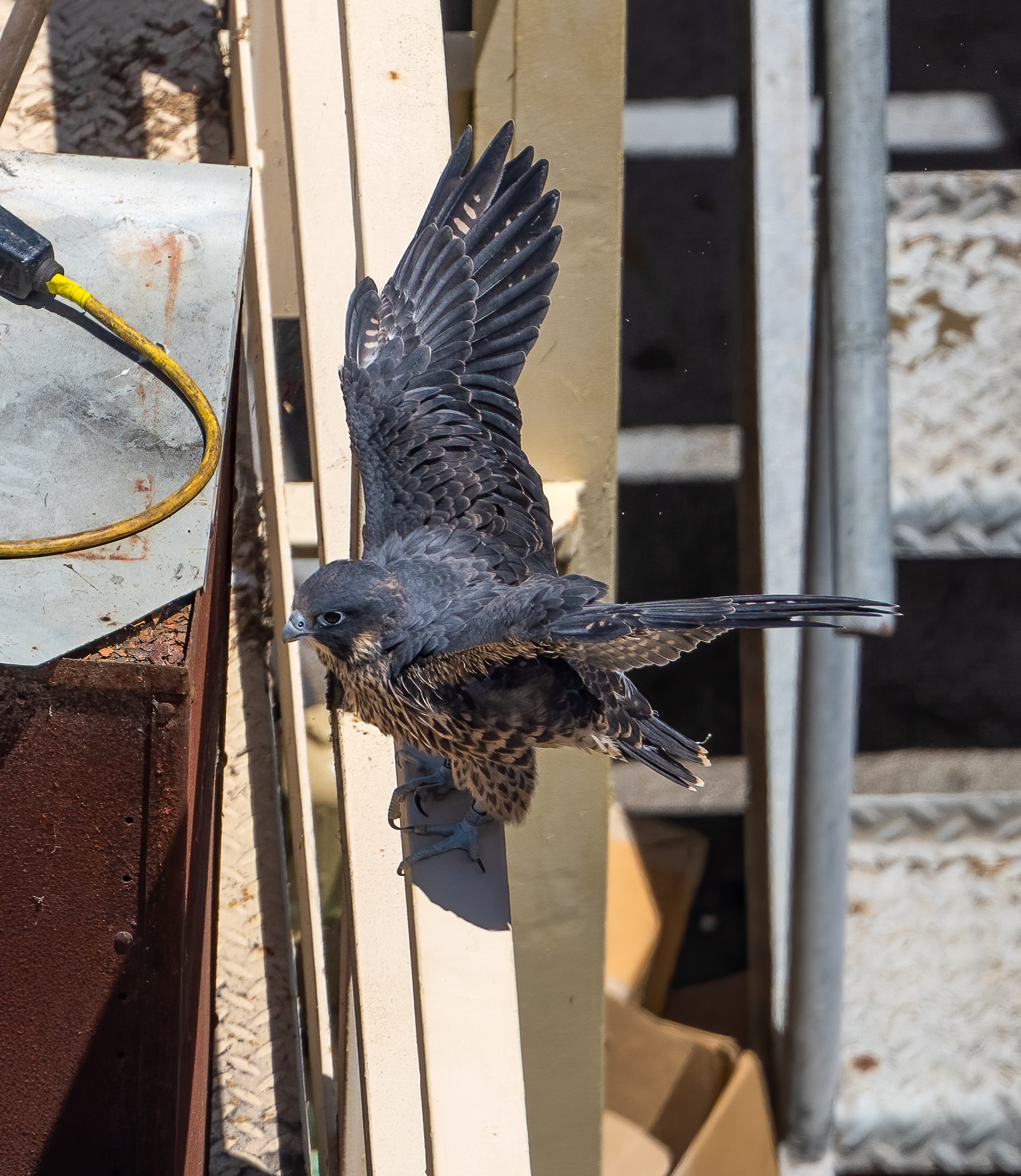 Young falcon Eclipse is perched on the edge of Birge Hall, gathering strength before returning to the Campanile on the first day he ever flew, June 1. His wings are outstretched.