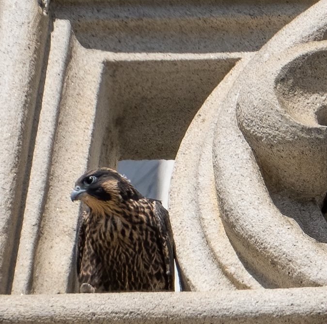 Sol, one of the two young female falcons, looks out from a ledge on the Campanile, not yet ready to try flying. Her feathers are flecked with shades of brown.