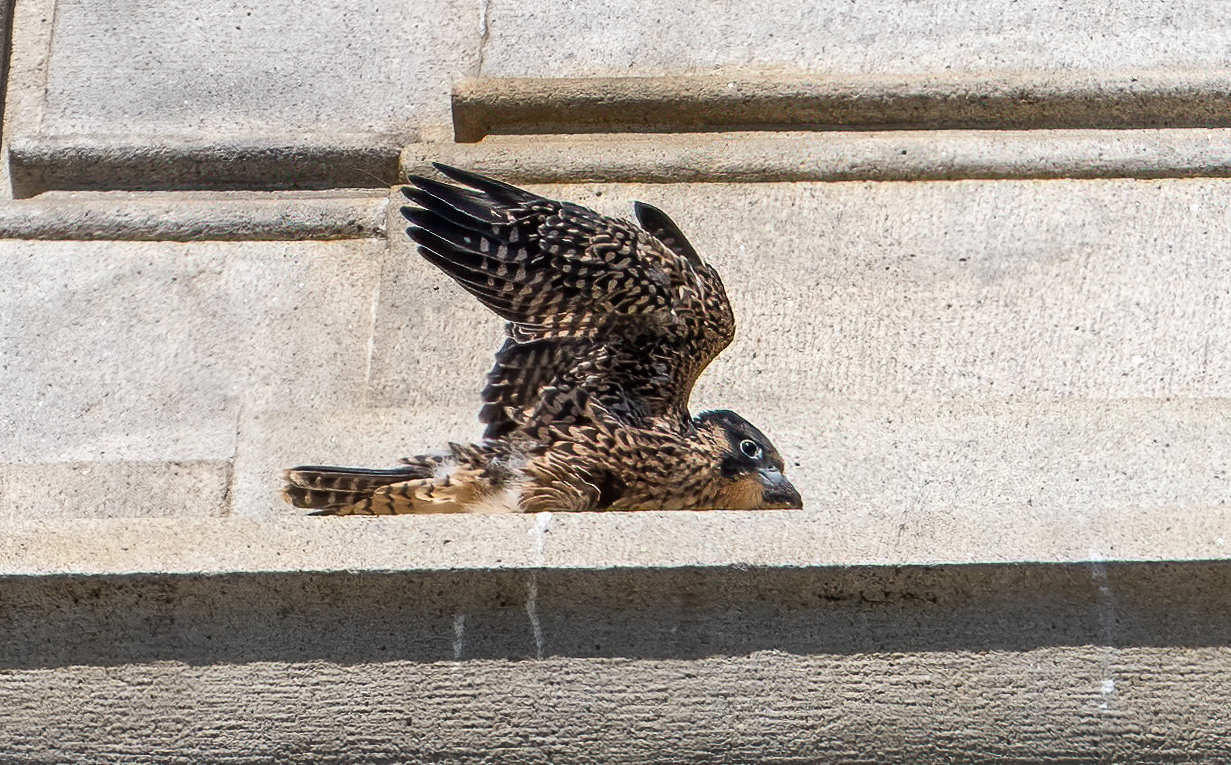 Nox, the youngest of the 2024 falcon quadruplets, is perched on a narrow ledge of the Campanile, looking as if he's afraid to try to fly for the first time.