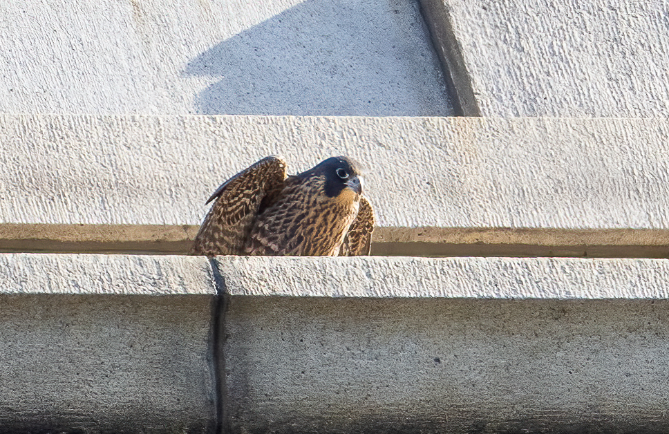 Eclipse, one of the male falcons of 2024, sits on a narrow ledge of the Campanile and looks downward, as if pondering whether he should fly off the tower for a second day in the skies.