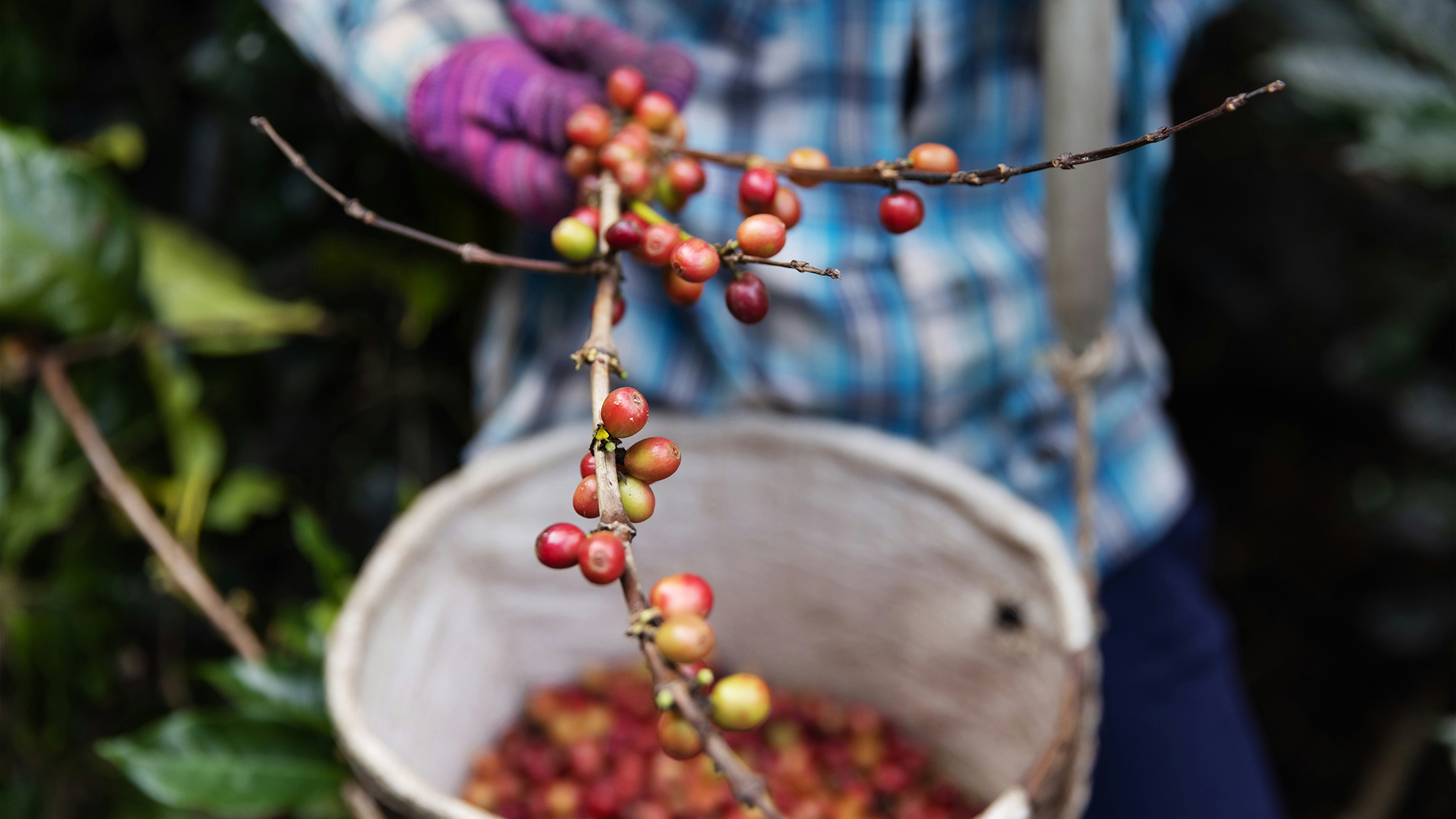 a person holds a sprig of the berry-like fruit of a coffee plant